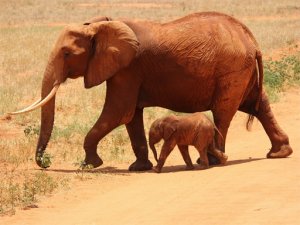 Elephant Jigsaw Puzzle